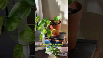 XOAY CHẬU GIÚP CÂY MỌC TÁN ĐỀU VÀ ĐẸP?