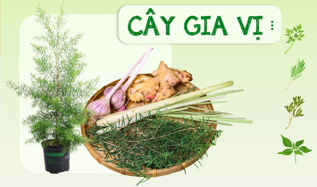 Cây gia vị