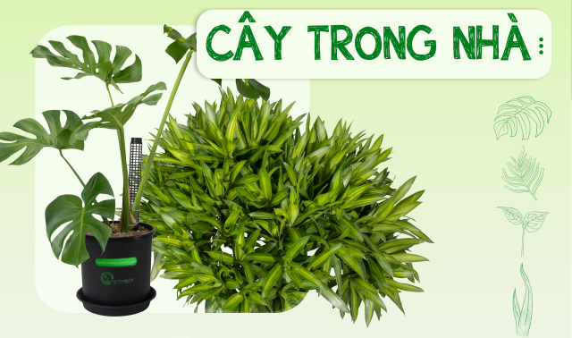 Cây trong nhà