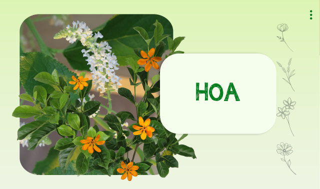 Hoa
