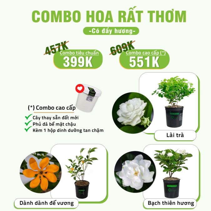 COMBO HOA RẤT THƠM - CÓ ĐẨY HƯƠNG