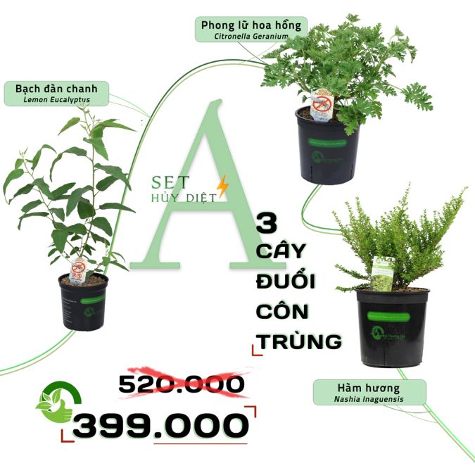 SET HỦY DIỆT A - CÂY ĐUỔI CÔN TRÙNG