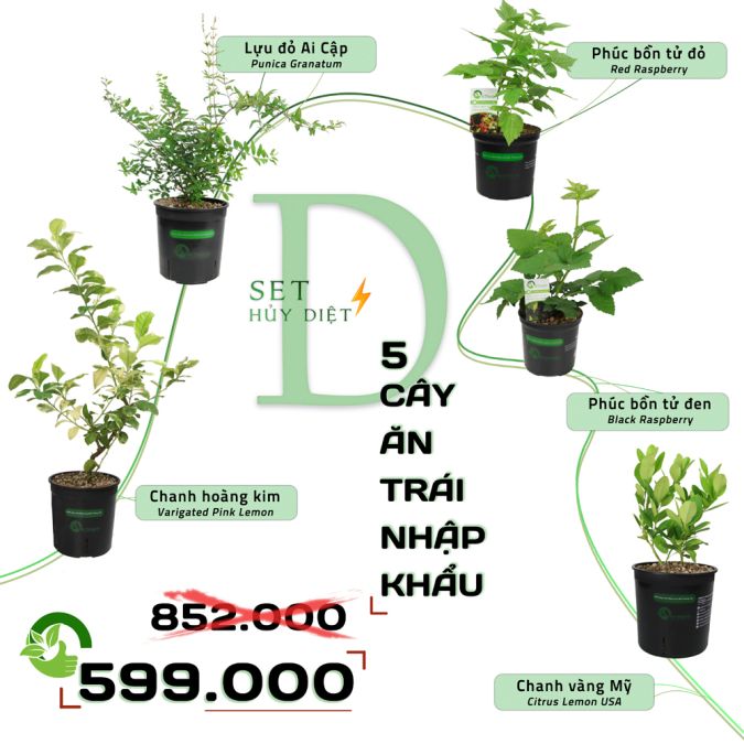 SET HỦY DIỆT D - CÂY CÓ TRÁI/RẤT DỄ CÓ TRÁI