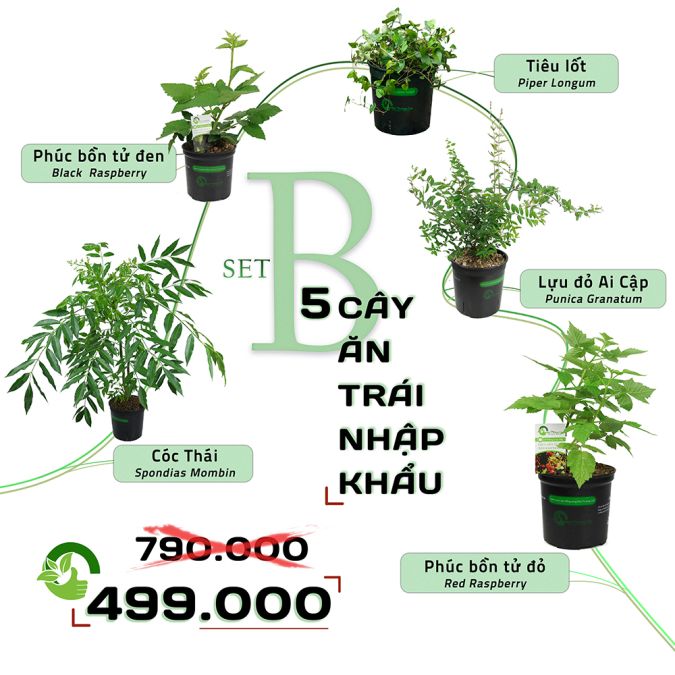 SET 5 CÂY ĂN TRÁI NHẬP KHẨU