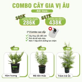 COMBO CÂY GIA VỊ RẤT THƠM