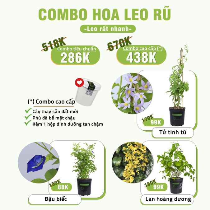 COMBO HOA LEO RŨ (LEO RẤT NHANH)