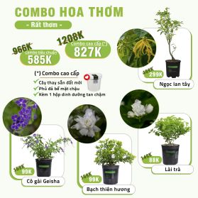 COMBO HOA THƠM (RẤT THƠM)