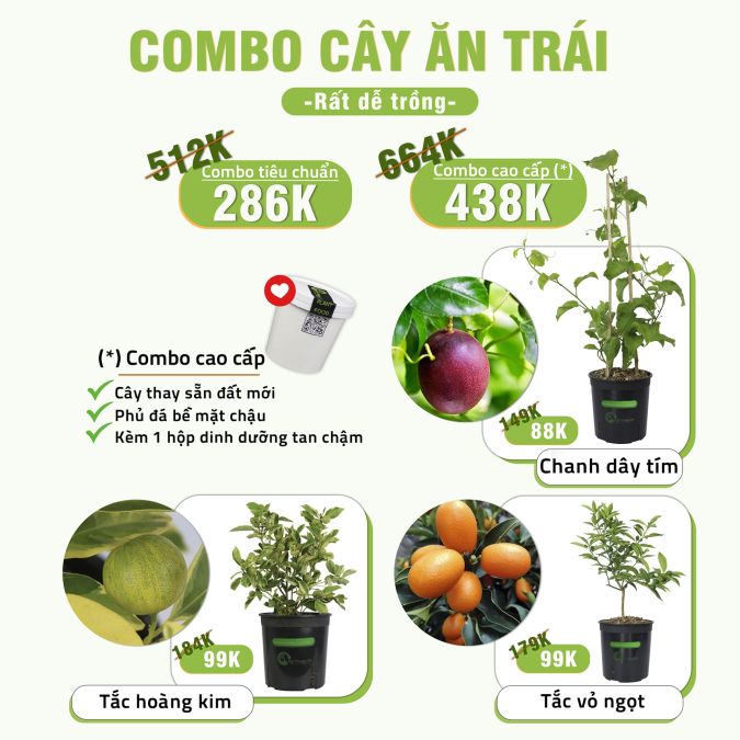 COMBO CÂY ĂN TRÁI (RẤT DỄ TRỒNG)