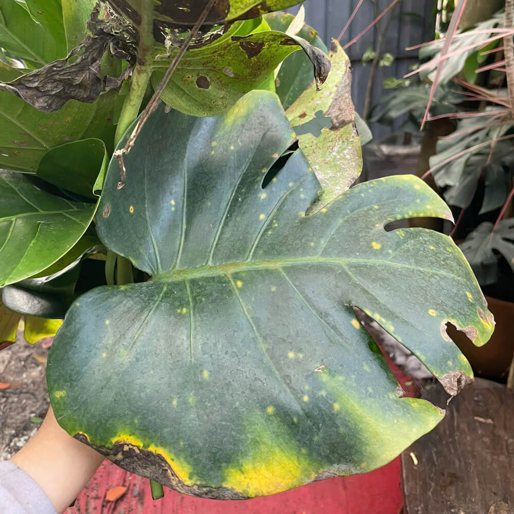 dấu hiệu nhận biết cây monstera bị nấm lá