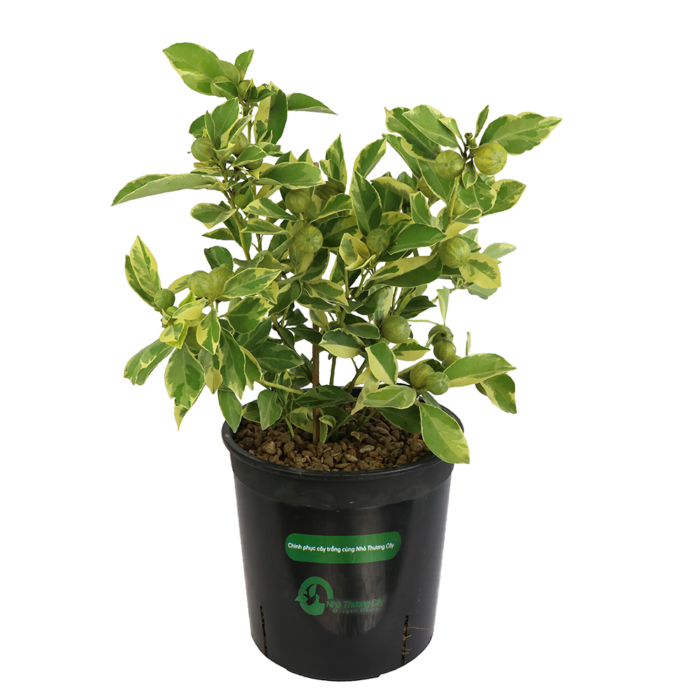 cây tắc kiểng có trái sẵn làm quà tặng