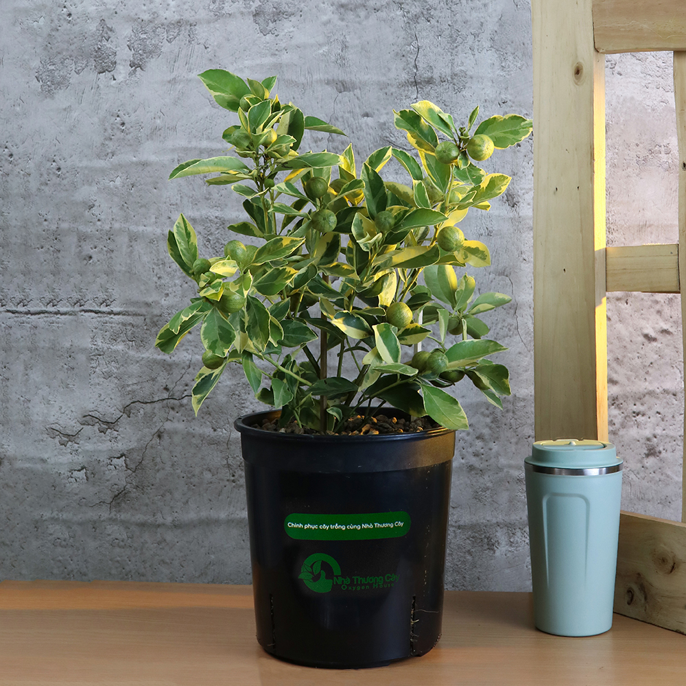 cây ăn trái kiểng - tắc hoàng kim dễ trồng