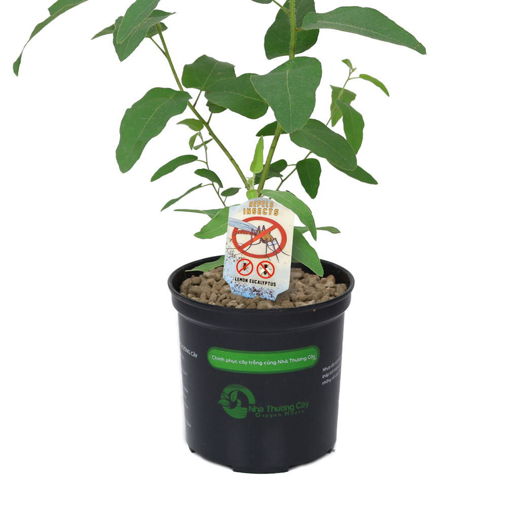 cây trồng có mùi hương thơm mát tác dụng đuổi muỗi