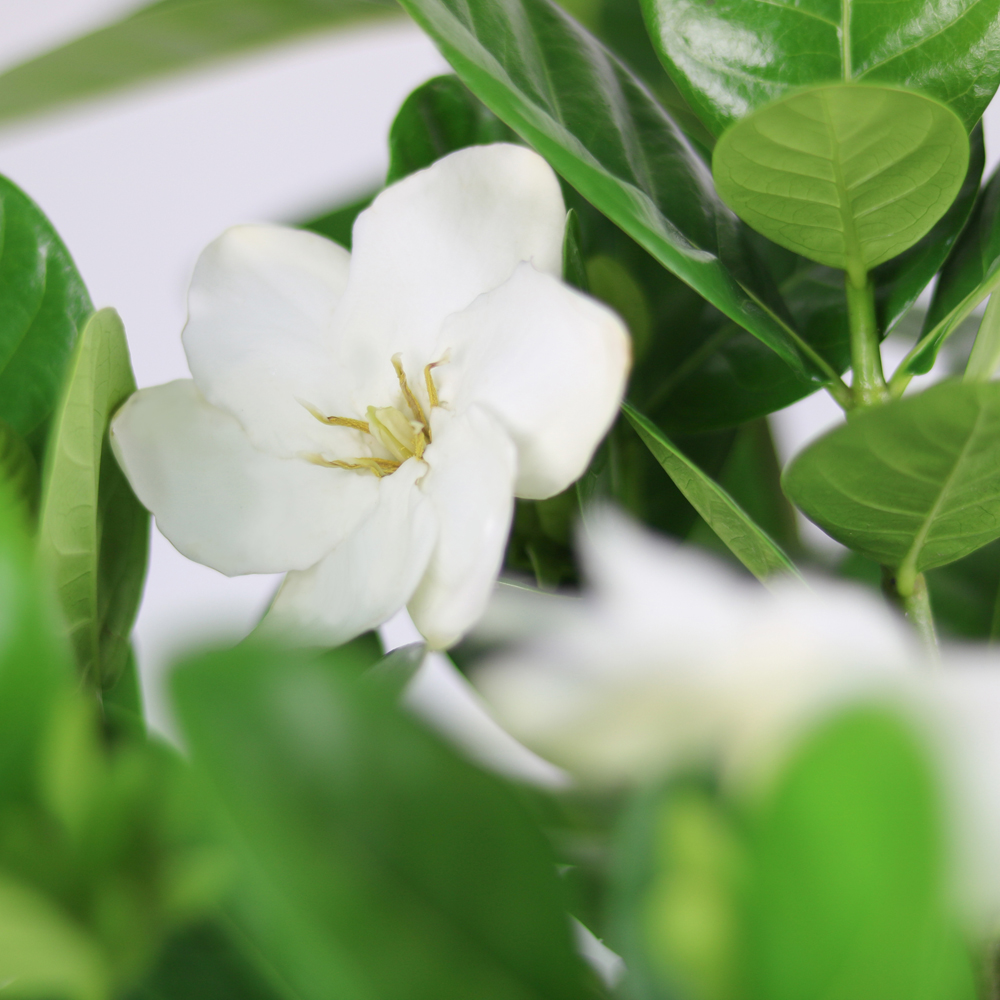 cây trồng chịu nắng bạch thiên hương thơm