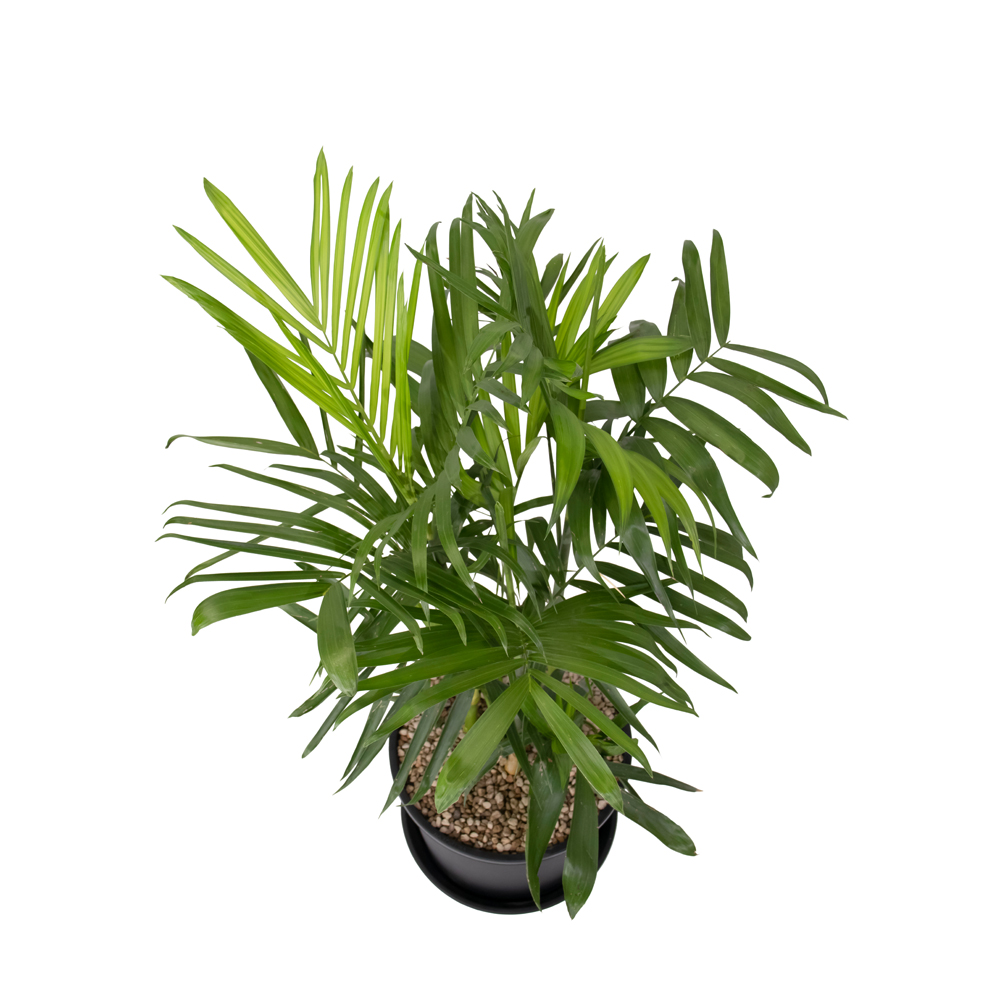 cách chăm sóc cây cọ hawaii
