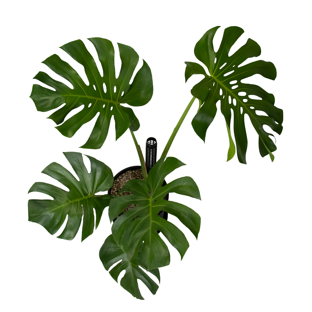 trầu bà nam mỹ 5 lá