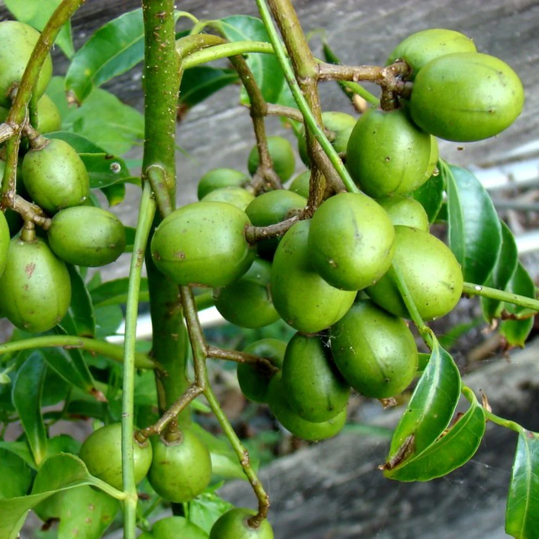 cóc thái cây ăn trái dễ trồng