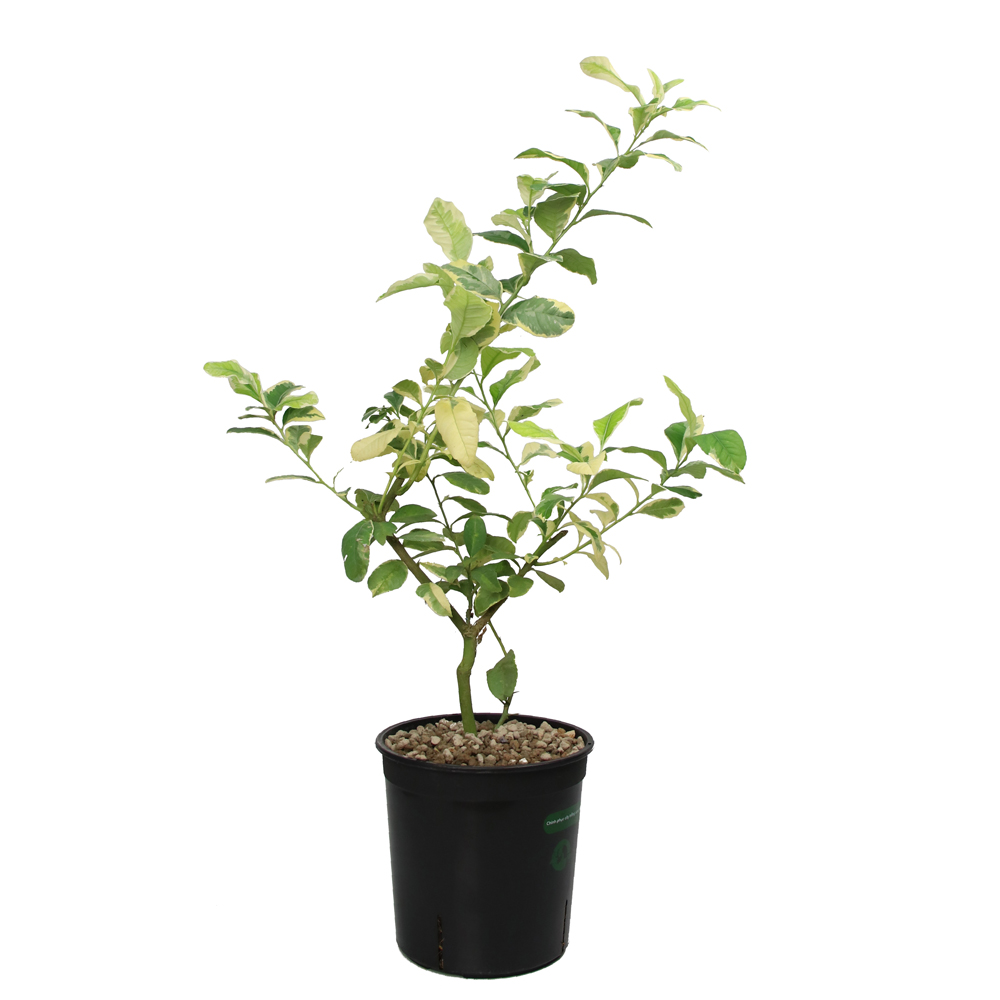 cây dễ trồng hcm chanh hoàng kim