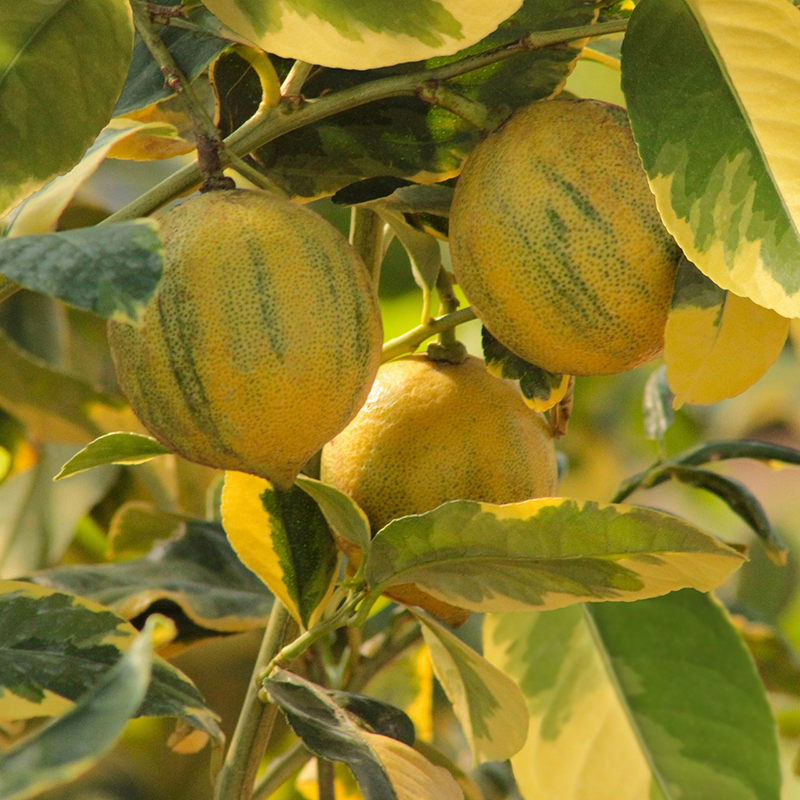 cay chanh hoàng kim dễ trồng