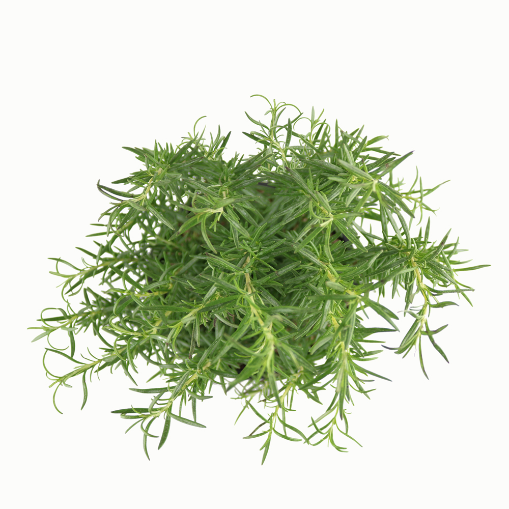 cây hương thảo sử dụng trong nấu ăn
