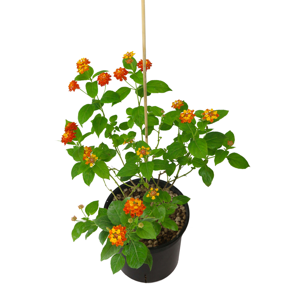 hoa ngũ sắc nở hoa đẹp, hoa chịu nắng tốt