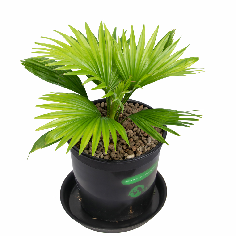 cọ quạt trung hoa trồng trong nhà được không