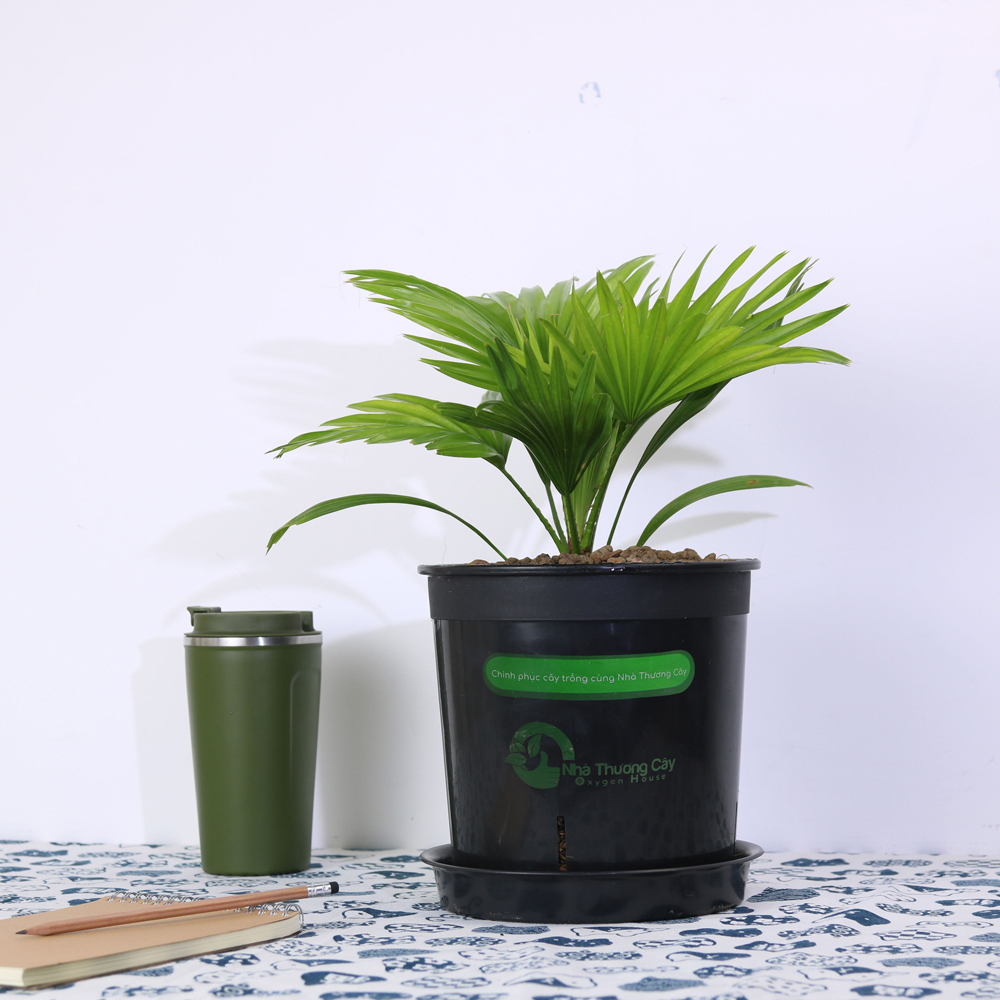 trồng cọ quạt trong nhà