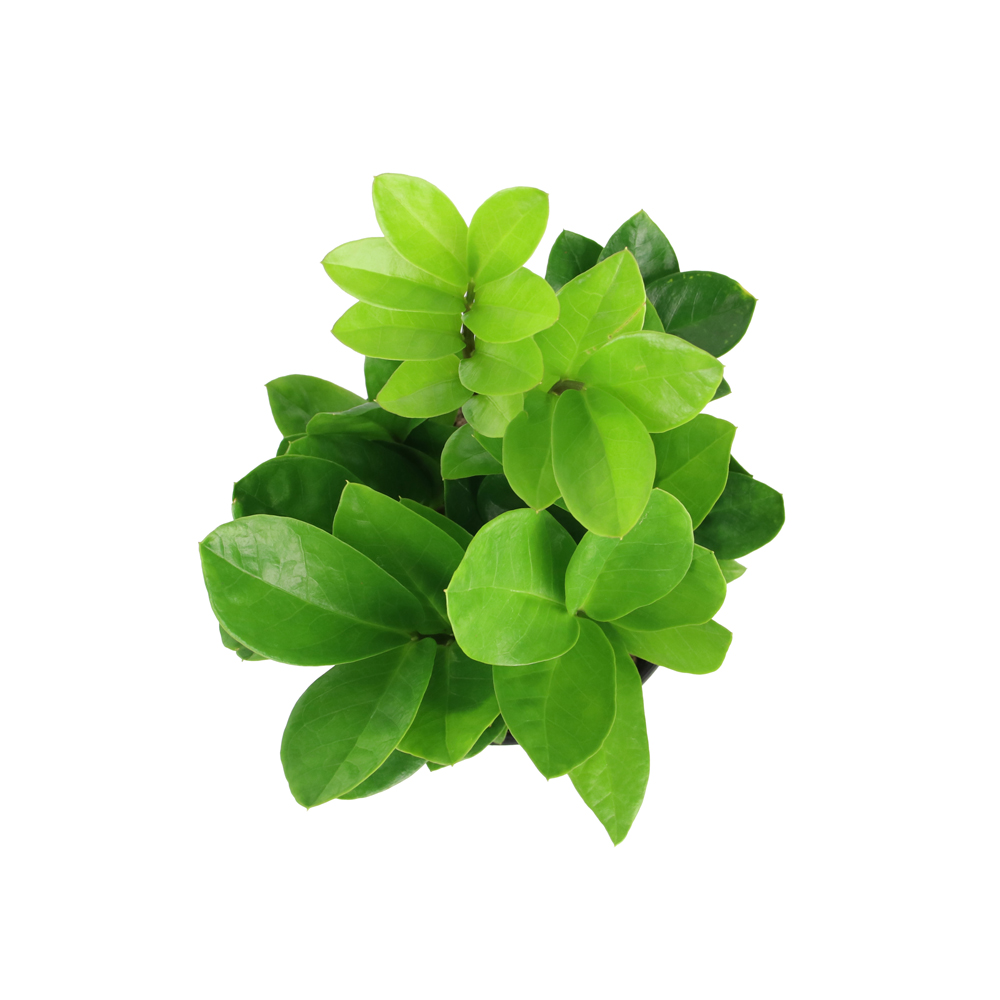 cách trồng và chăm sóc cây phong thủy kim phát tài