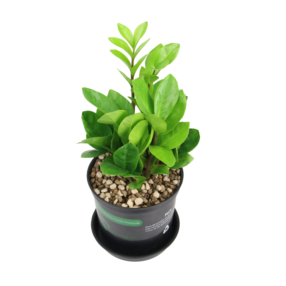cây kim tiền, kim phtas tài có dễ trồng không