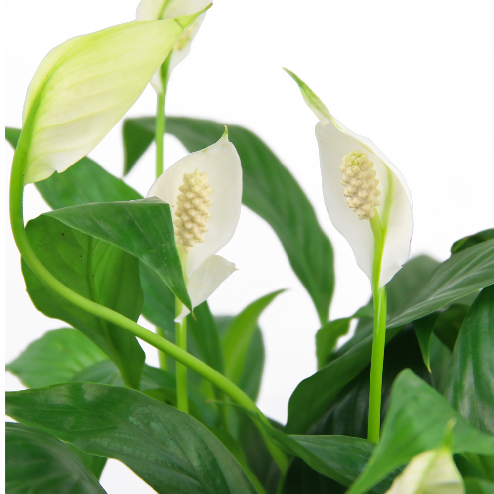cây lọc không khí lan ý