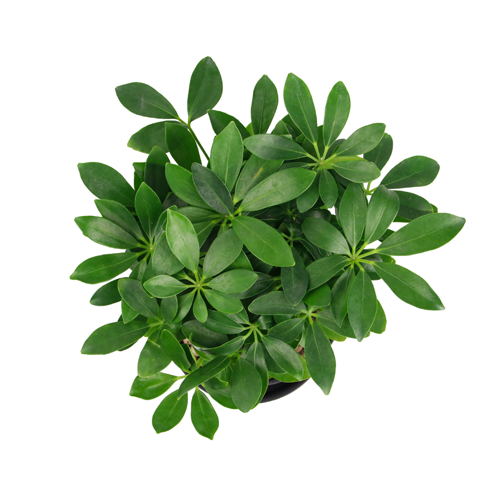 cây trồng trong nhà nhỏ nhắn Thất hành điểu hay ngũ gia bì