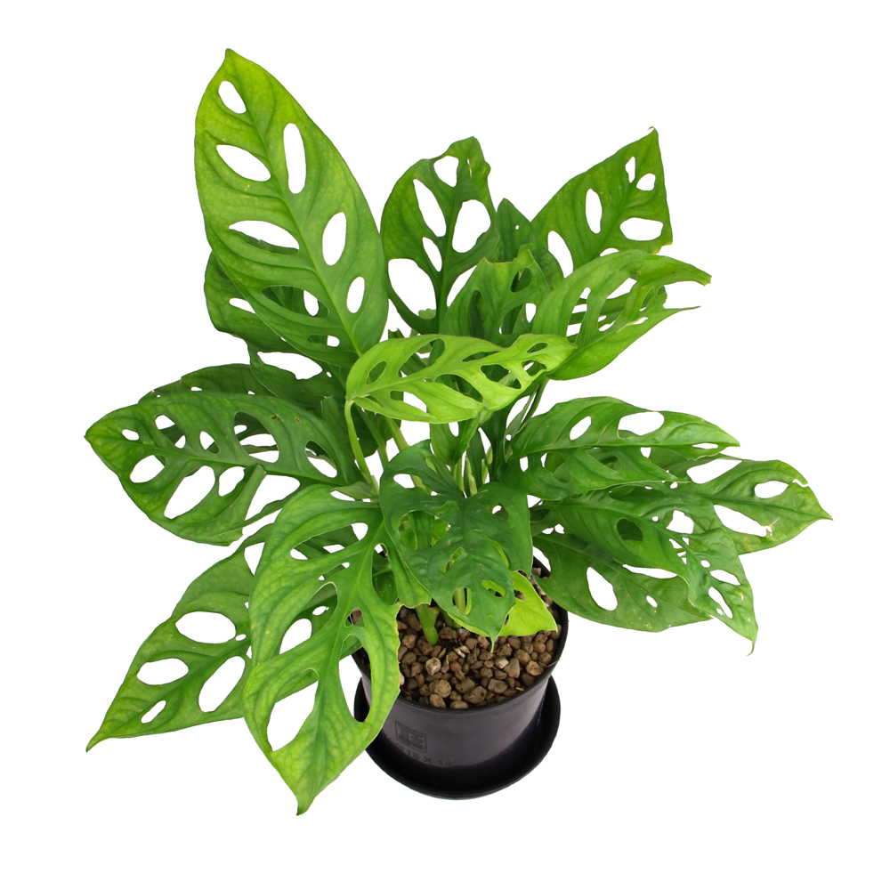 cây trầu bà cây kiểng lá cho văn phòng