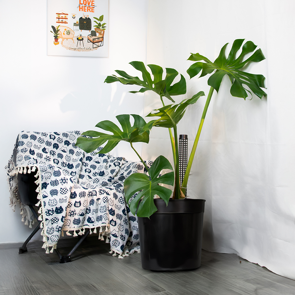 chậu trồng cây bằng nhựa