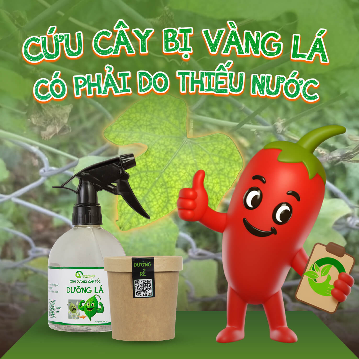 Cứu cây bị vàng lá Đừng vội đổ thừa do thiếu nước!