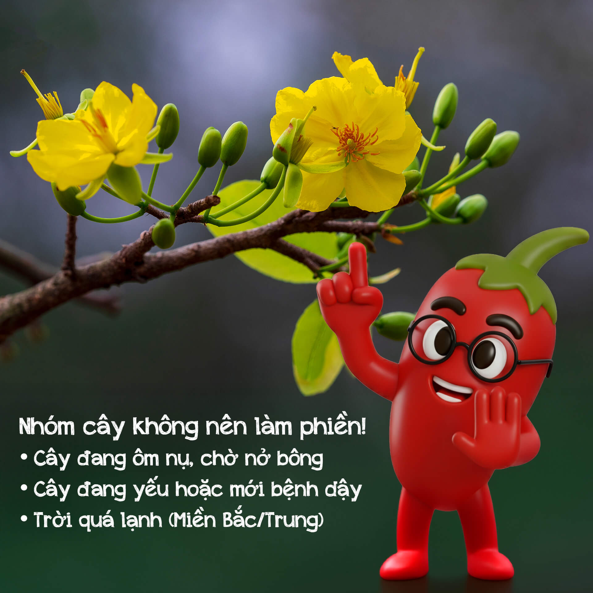 những loại cây không nên thay chậu trước tết