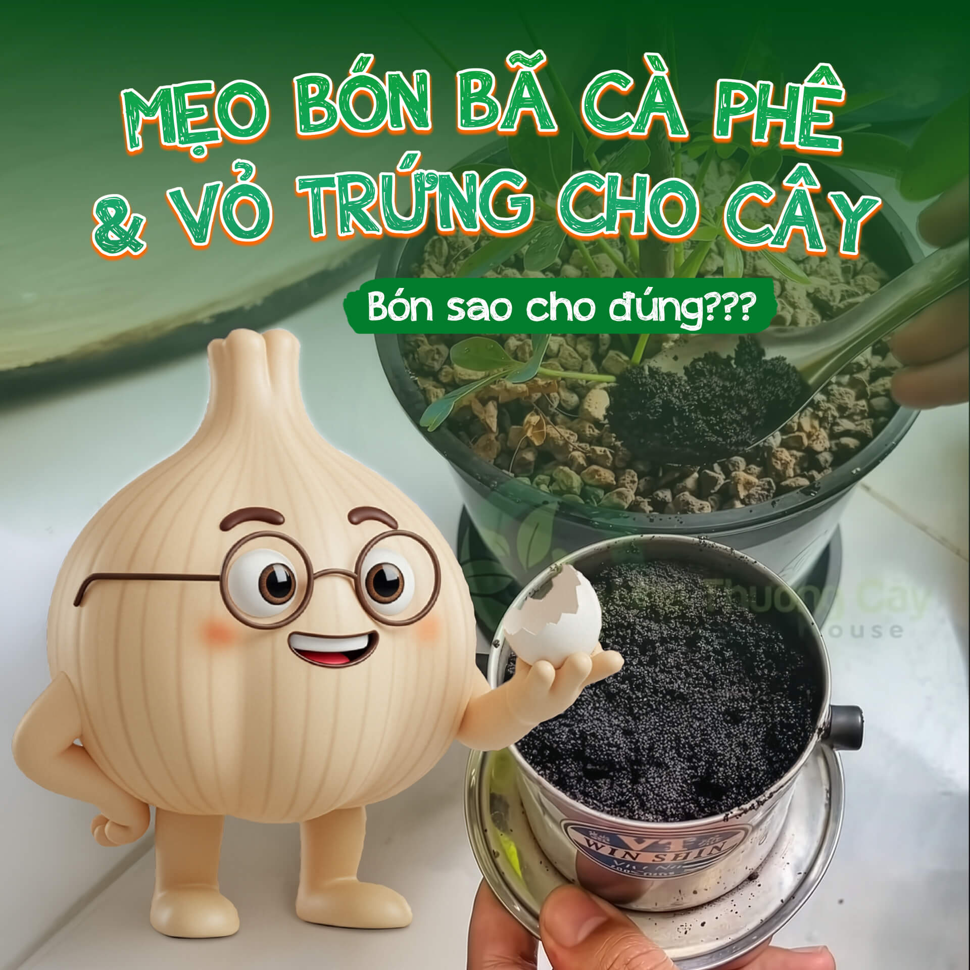 Mẹo bón bã cà phê, vỏ trứng cho cây Tốt nhưng phải đúng cách