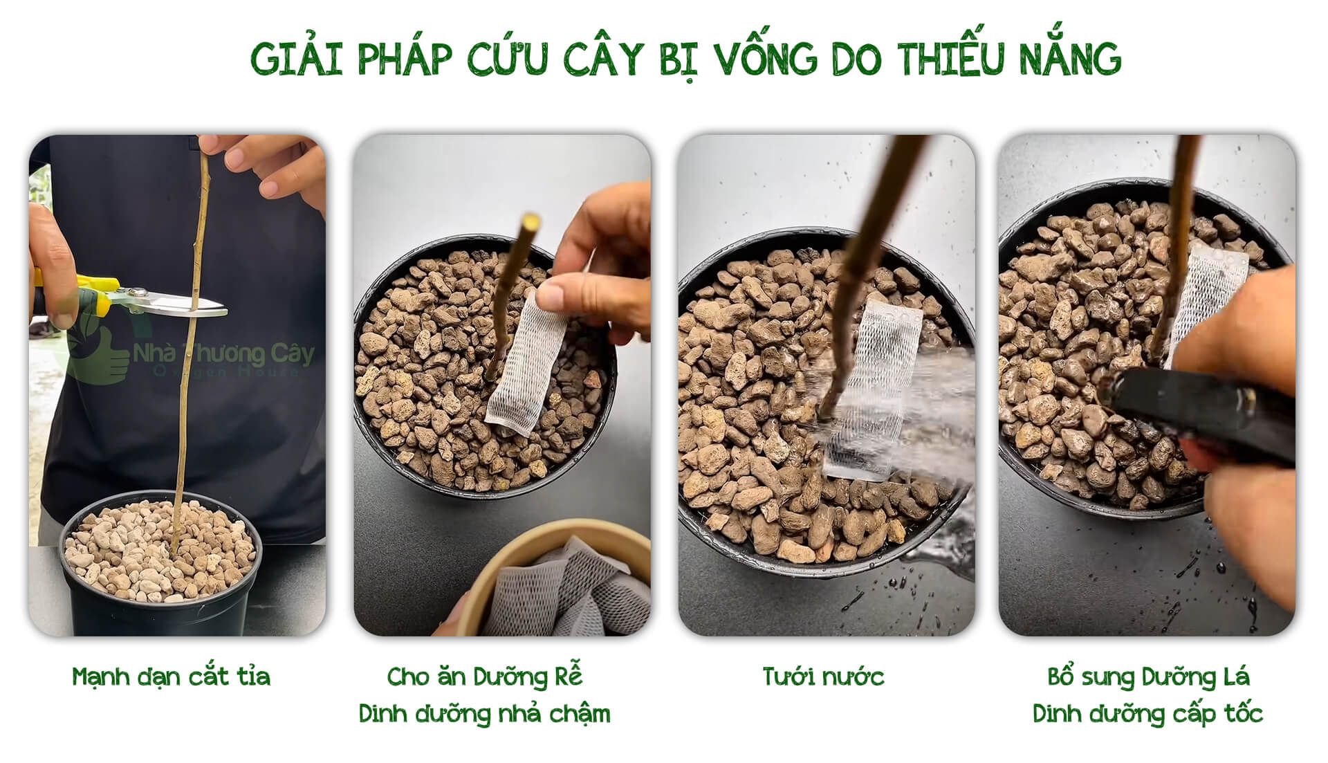 cây bị Vươn cao khẳng khiu nhưng ốm và yếu