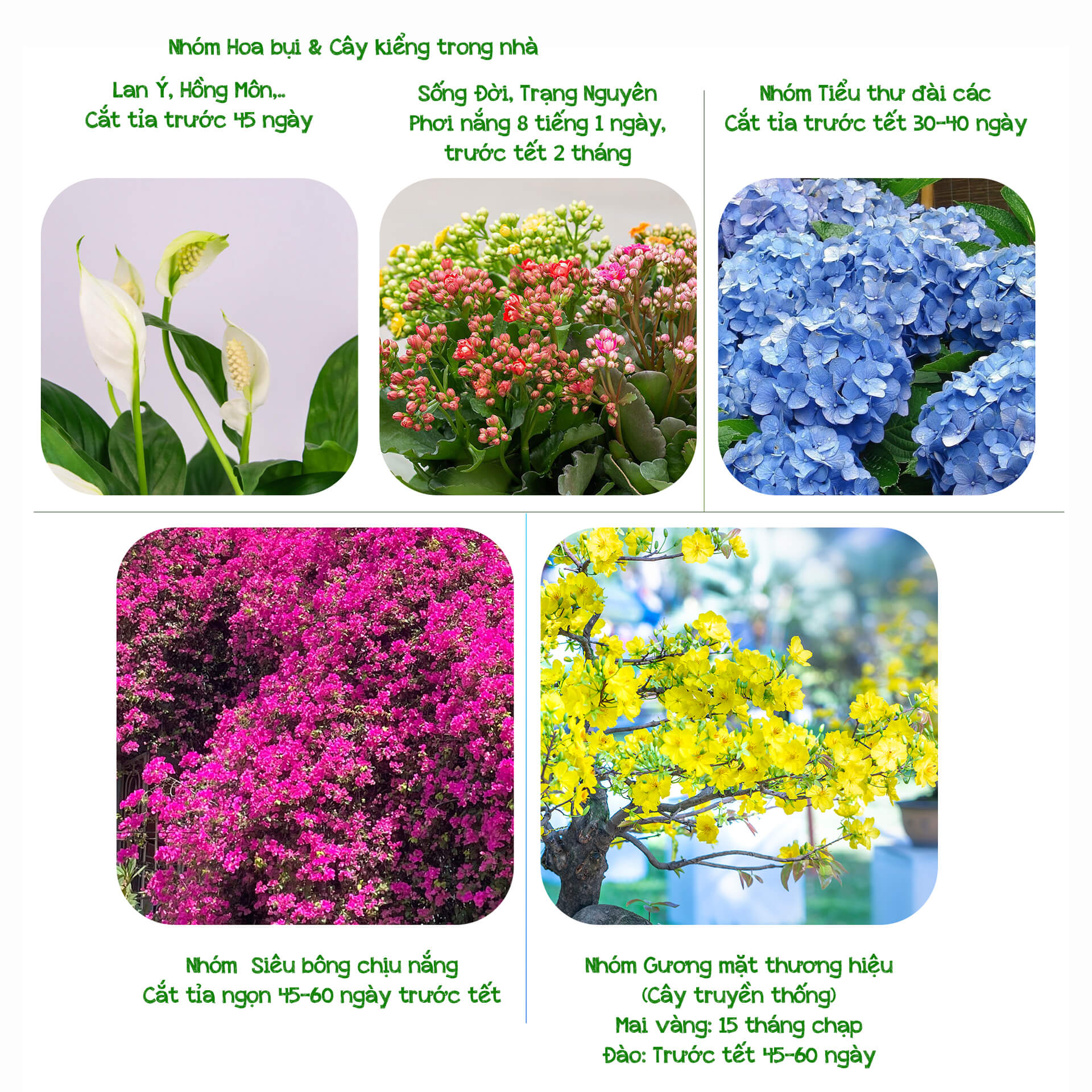 Mẹo giúp cây ra hoa đồng loạt hiệu quả đón tết