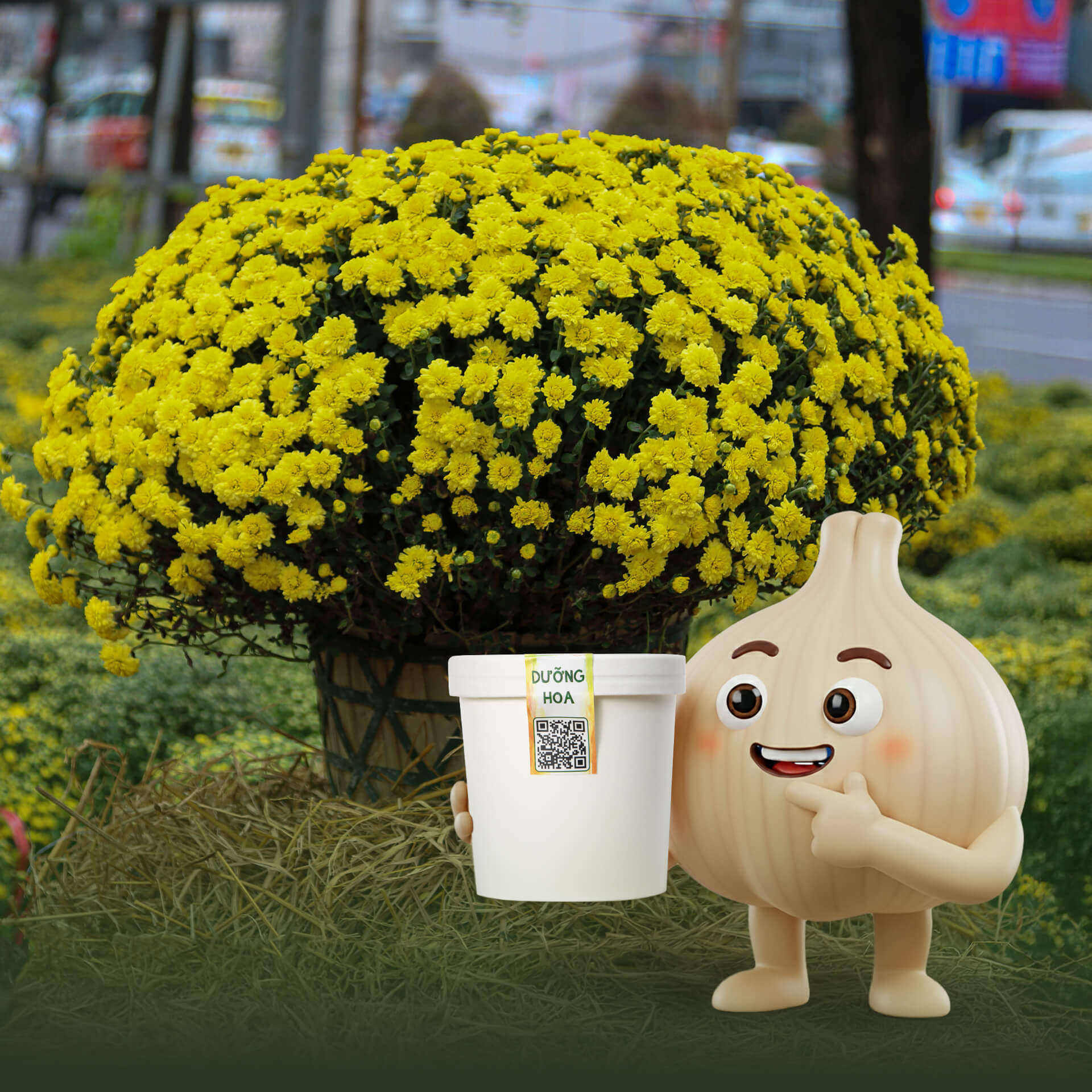 bí kíp chăm sóc cây cúc mâm xôi lâu tàn là dùng dinh dưỡng kích hoa