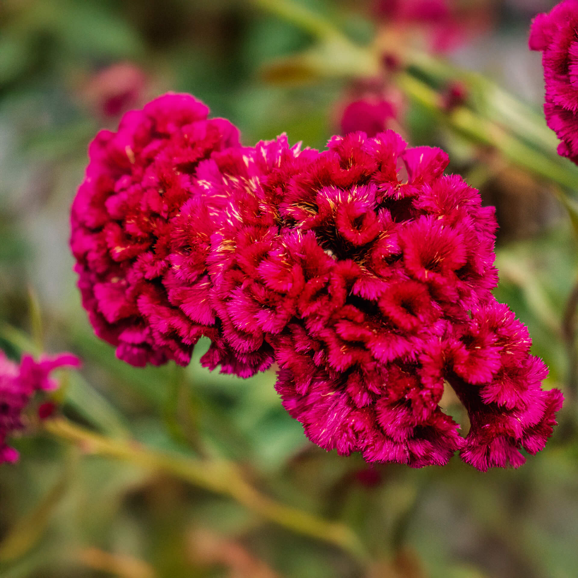 ý nghĩa của hoa mào gà chưng tết