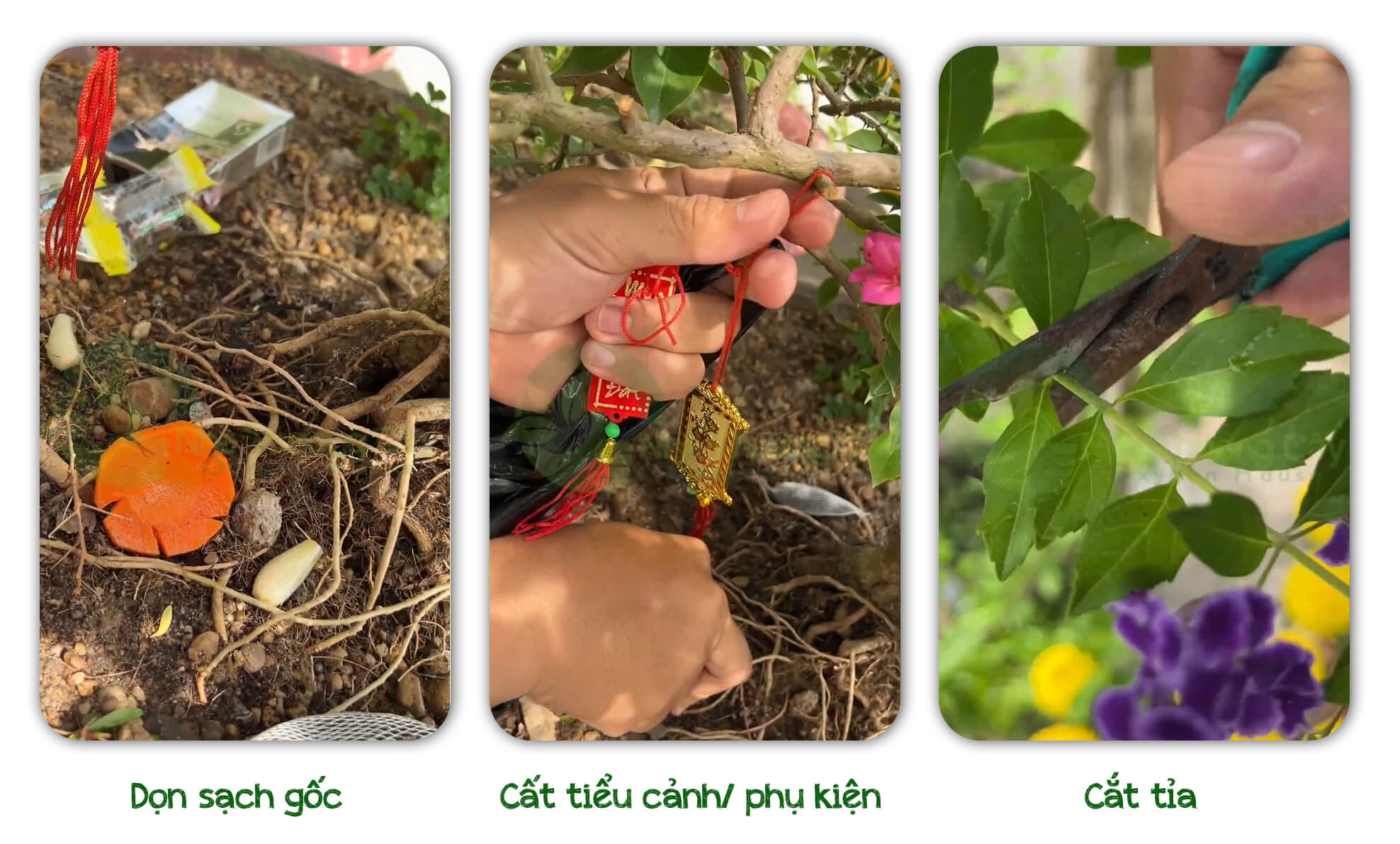 chăm-sóc-cây-sau-tết