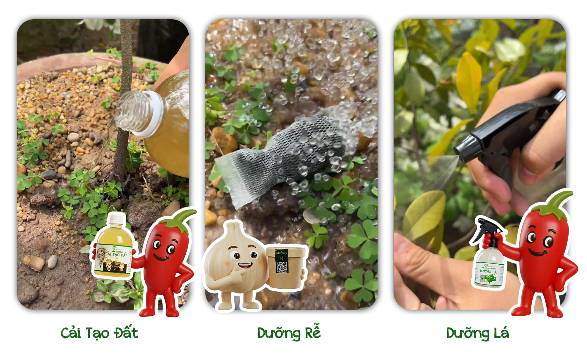 chăm sóc cây sau tết cho cây phục hồi cấp tốc