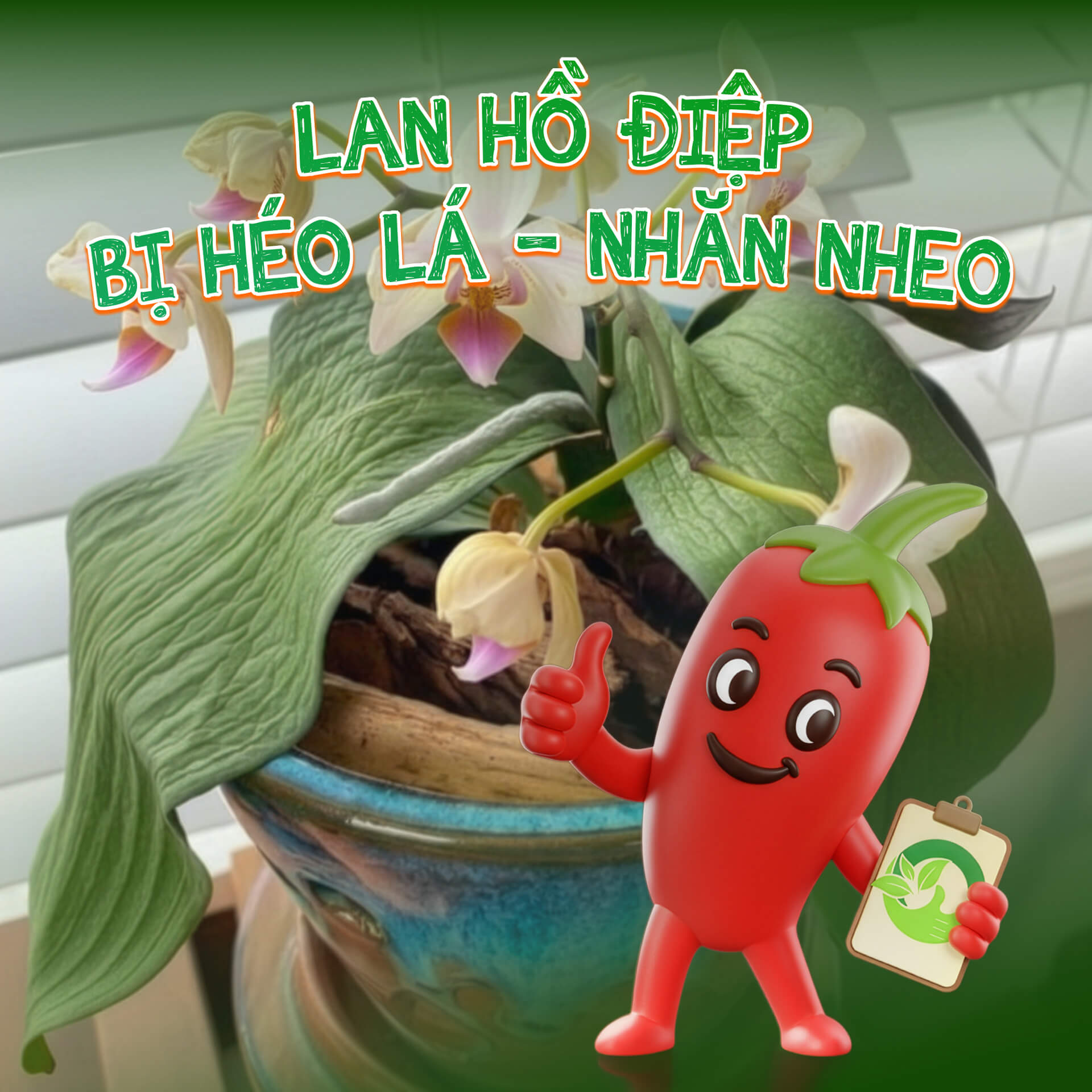 trồng câu lan hồ diệp chưng tết sao cho sống