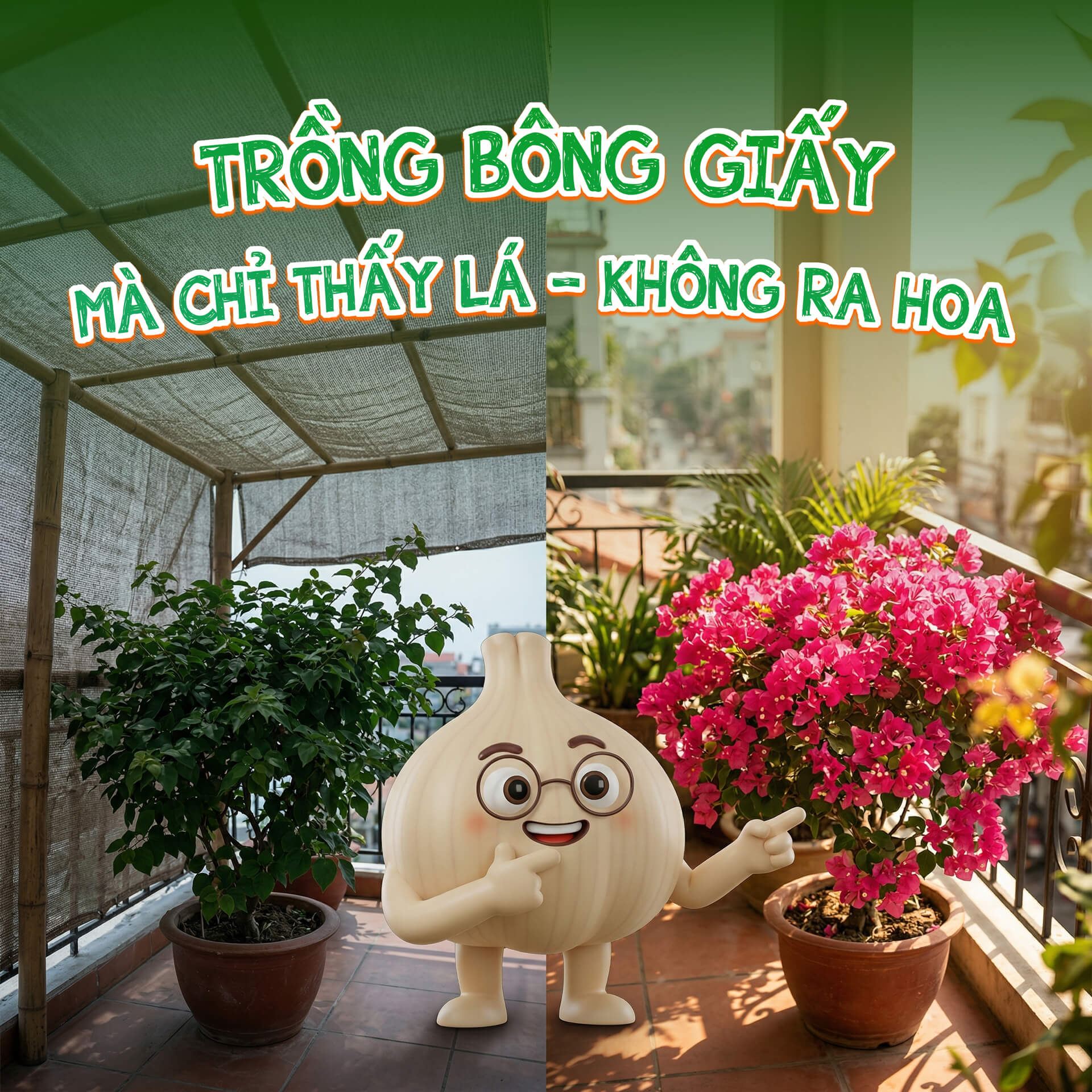 nguyên nhân trồng bông giấy nhưng chỉ ra lá không ra hoa