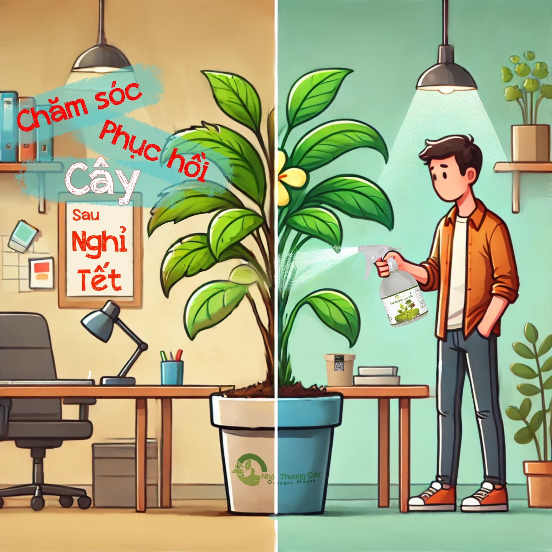 chăm sóc cây cây sau tết