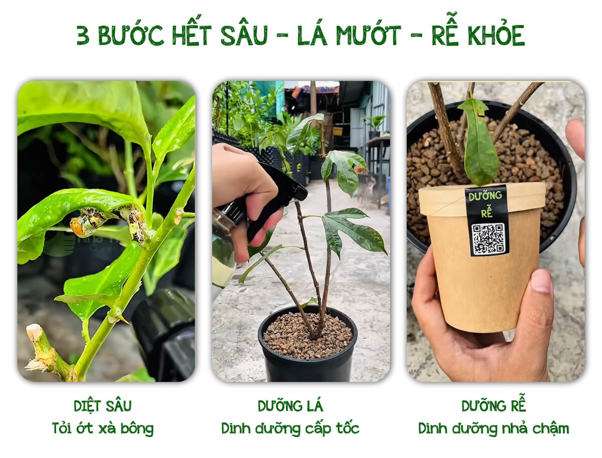 3 bước hết sâu, rễ khỏe, lá mướt