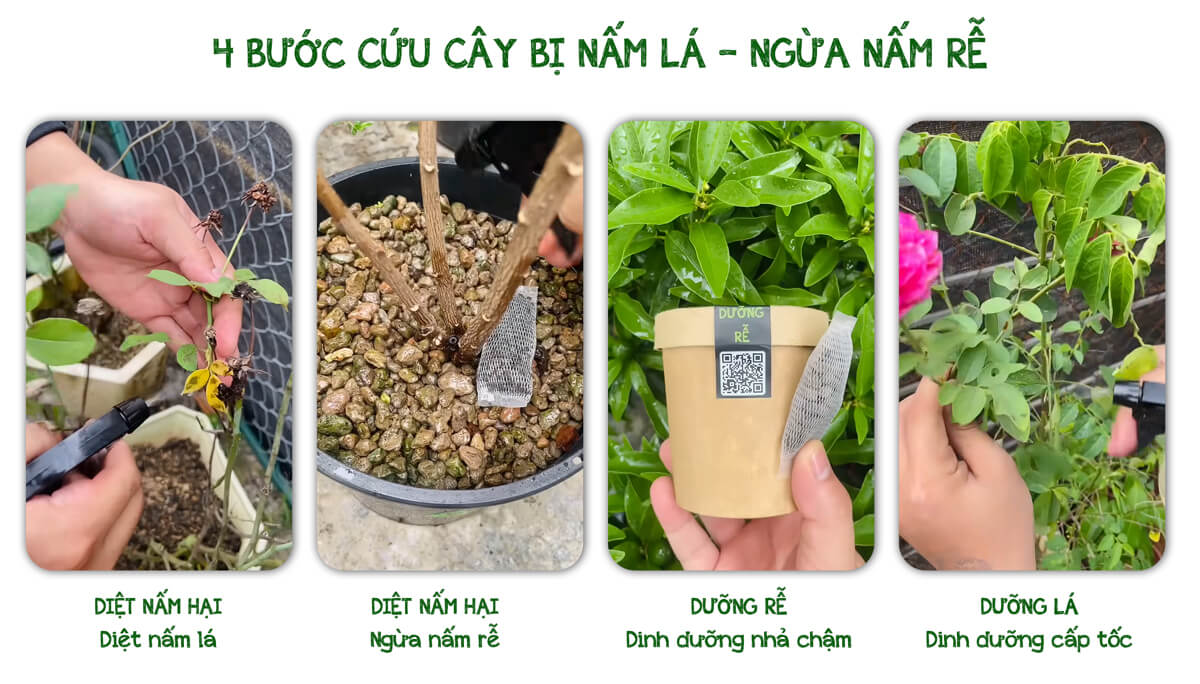 4 bước cứu cây bị nấm lá nấm rễ