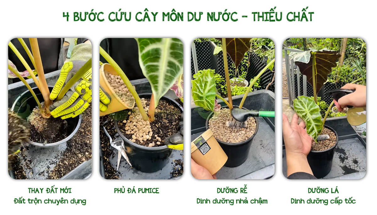 Cứu cây môn bị dư chất