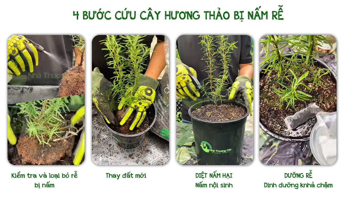 4 bước cứu cây hương thảo bị nấm rễ
