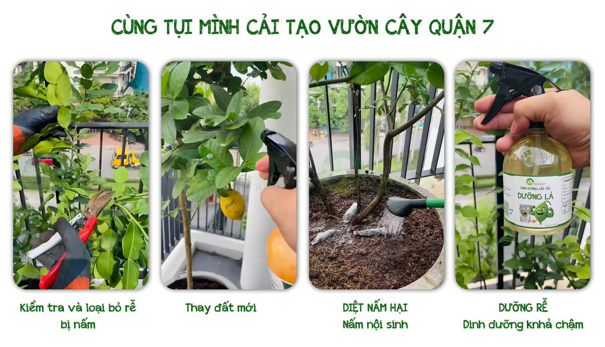 cứu cây, cải tạo vườn cây ở quận 7