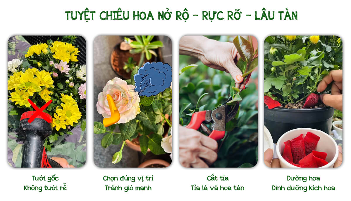 tuyệt chiêu nở rộ rực rỡ và lâu tàn
